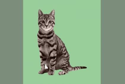 بهداشت محیط و رعایت حقوق حیوانات در لابراتوارهای رازک